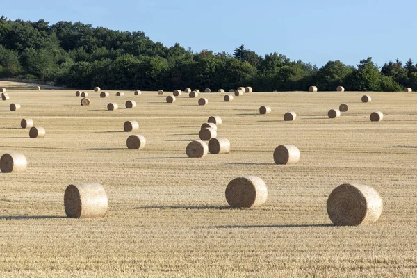 Golden Bale Straw Harvest Field — Stock Photo, Image