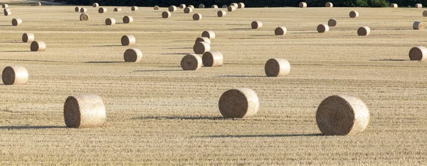 Golden Bale Straw Harvest Field — Stock Photo, Image
