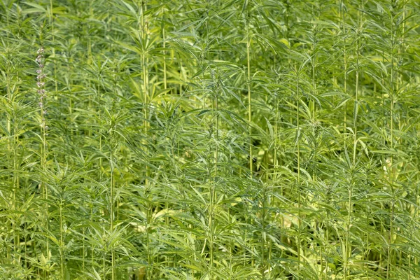 Grüne Cannabispflanze Auf Dem Feld Futura21 Ist Eine Cannabispflanze Ohne — Stockfoto