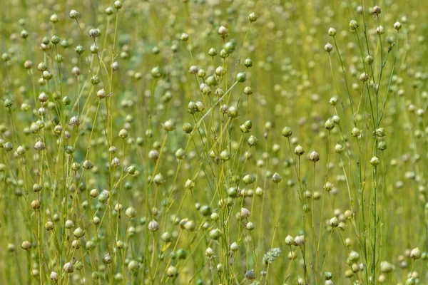 Dry Seed Capsules Common Flax Linum Usitatissimum Field — Stock Photo, Image