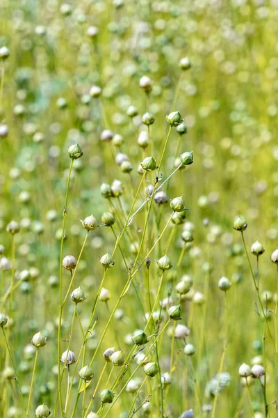 Droge Zaad Capsules Van Gemeenschappelijke Vlas Linum Usitatissimum Een Veld — Stockfoto