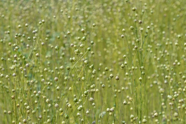 Dry Seed Capsules Common Flax Linum Usitatissimum Field — Stock Photo, Image