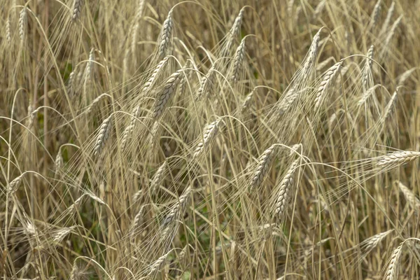 Rijpe Gouden Maïs Emmer Groeit Het Veld — Stockfoto