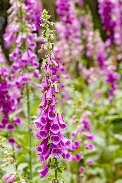 Blooming Nice Flower Called Foxglove Thimble Forest — Stock Photo, Image