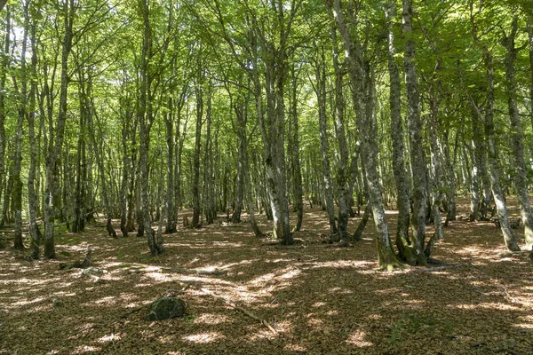 Παλιά Πρασίνου Δάσους Βελανιδιών Στα Βόσγια Στη Γαλλία — Φωτογραφία Αρχείου