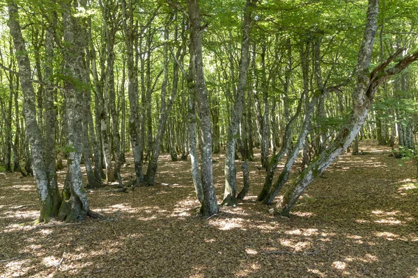 法国孚日地区的老绿色山毛榉森林 — 图库照片