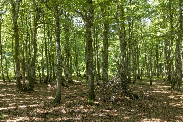 Παλιά Πρασίνου Δάσους Βελανιδιών Στα Βόσγια Στη Γαλλία — Φωτογραφία Αρχείου
