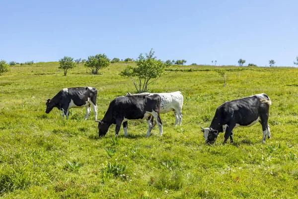 Vacas Pretas Marrons Pastando Prado Planalto Topo Das Montanhas Alsacien — Fotografia de Stock