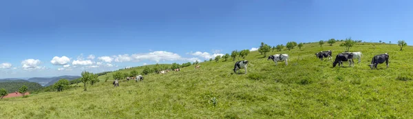 Vacas Negras Marrones Pastando Prado Las Tierras Altas Cima Las —  Fotos de Stock