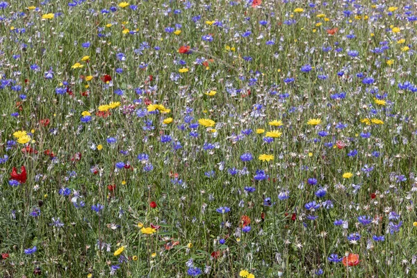 Bunte Natürliche Wildblumenwiese Als Naturhintergrund — Stockfoto