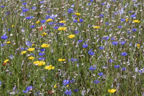 Kleurrijke Natuurlijke Wildflower Meadow Als Achtergrond Van Natuur — Stockfoto