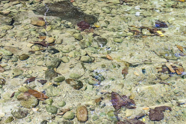 Чиста Вода Річці Джунглях Доменіка — стокове фото