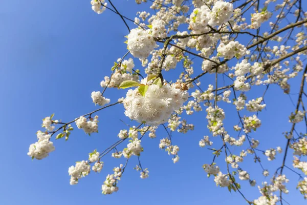 Kwitnące Kwiaty Drzewa Pod Jasne Błękitne Niebo — Zdjęcie stockowe