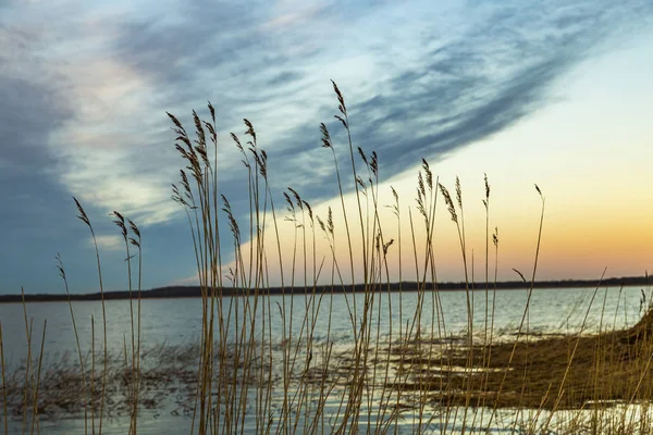 在乌泽多姆岛与芦苇草在波罗的海的壅水景观 — 图库照片