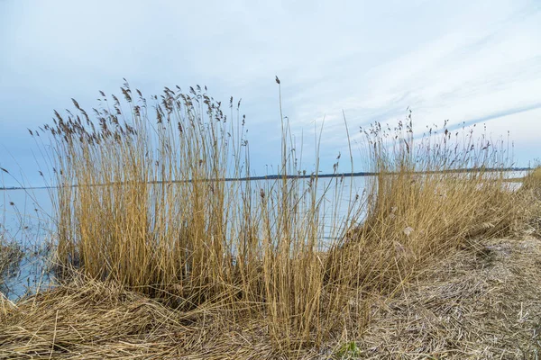 Zapadákov Krajina Ostrově Usedom Tráva Rákos Baltském Moři — Stock fotografie