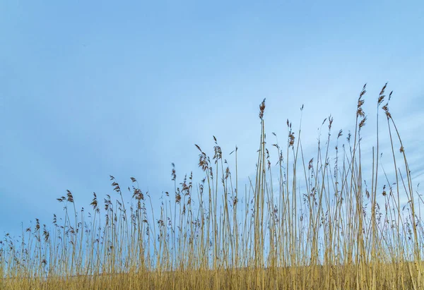 Usedom Adasında Durgun Manzaraya Reed Çimlere Baltık Denizi Ile — Stok fotoğraf