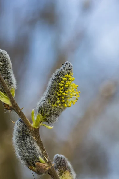 Botão Verde Salgueiro Catkin Detalhe Cresce Primavera — Fotografia de Stock