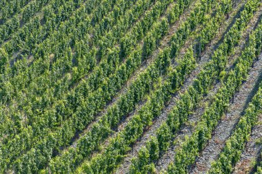 asma üzüm moselle Valley içinde büyüyen