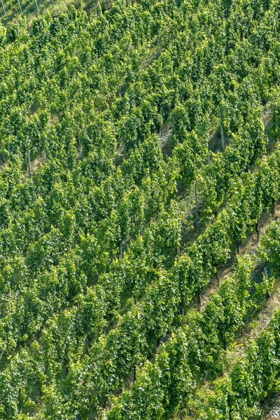 Растущая Виноградная Лоза Долине Мозель — стоковое фото