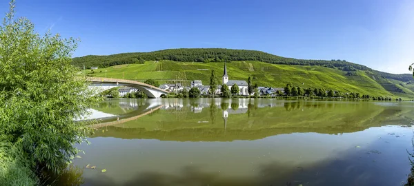 Growing Vine Vineyard Moselle Valley — Stock Photo, Image