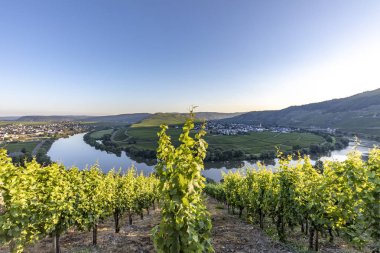 ünlü moselle sinuosity Leiwen, Zummet hights sabah ışığında denir.