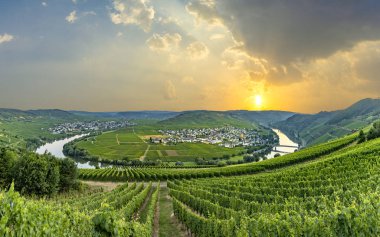 ünlü moselle sinuosity Leiwen, Zummet hights sabah ışığında denir.