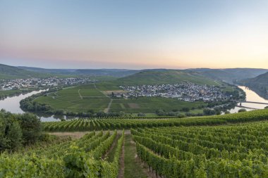ünlü moselle sinuosity Leiwen, Zummet hights sabah ışığında denir.