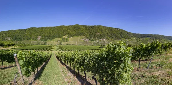 Growing Vine Vineyard Moselle Valley — Stock Photo, Image