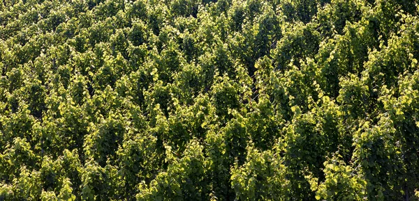 Деталь Виноградної Лози Зеленому Винограднику Влітку — стокове фото