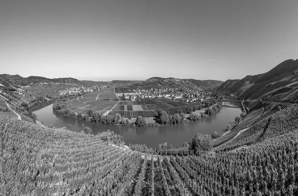 Sinuosity Slavné Moselle Leiwen Nazývá Zummet Výškách Ranním Světle — Stock fotografie