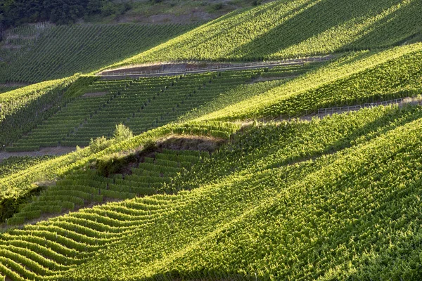 Detail Vína Zelených Vinic Létě — Stock fotografie
