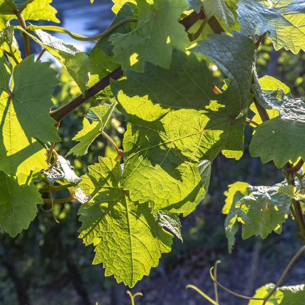 Detalhe Videira Vinha Verde Verão — Fotografia de Stock