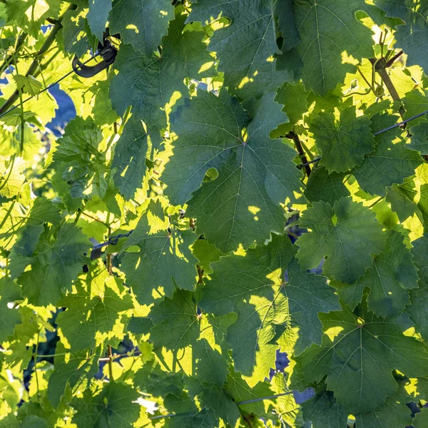 夏の緑のぶどう畑でぶどうの詳細 — ストック写真