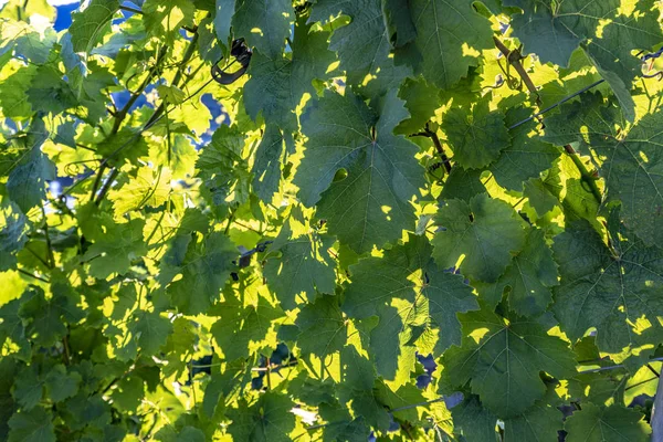 Yaz Aylarında Yeşil Bağ Içinde Asma Detay — Stok fotoğraf