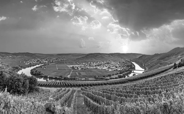 Sinuosity Slavné Moselle Leiwen Nazývá Zummet Výškách Ranním Světle — Stock fotografie