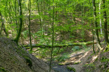 Sankt orman wendel yaz aylarında doğal Tiefenbach yolunda