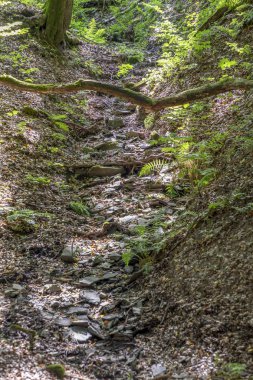 sankt Wendel, Almanya ormandaki yabani tiefenbach iz