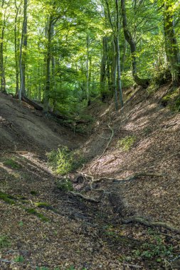 sankt Wendel, Almanya ormandaki yabani tiefenbach iz