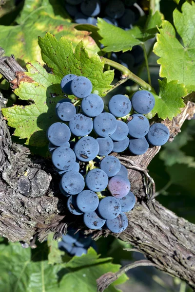 Detail Green Ripe Grapes Vineyard — Stock Photo, Image