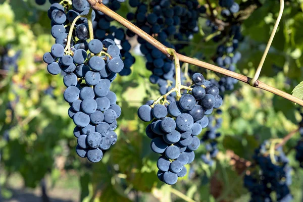 Detalle Las Uvas Verdes Maduras Viñedo —  Fotos de Stock