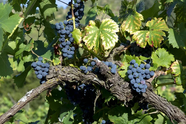 Detail Grüner Reifer Trauben Weinberg — Stockfoto