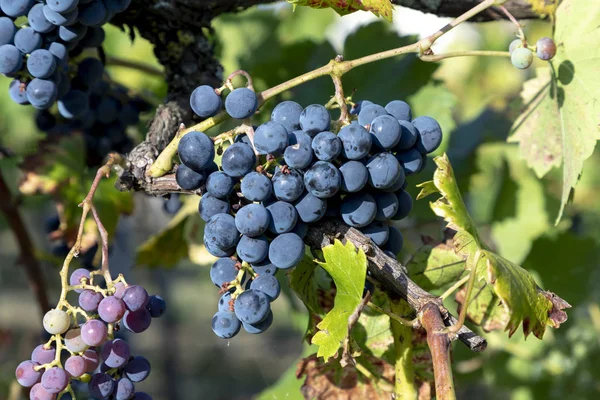 Detalle Las Uvas Verdes Maduras Viñedo —  Fotos de Stock