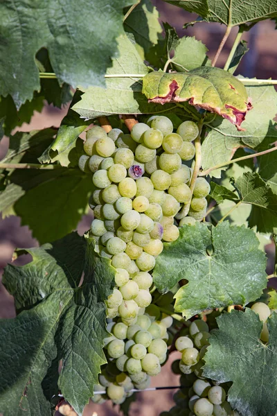 Détail Des Raisins Verts Mûrs Dans Vignoble — Photo