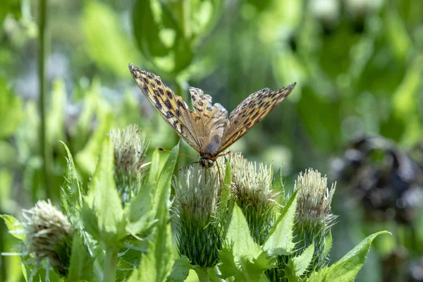 Detail Butterfly Bud Nettle Plant — Stock Photo, Image