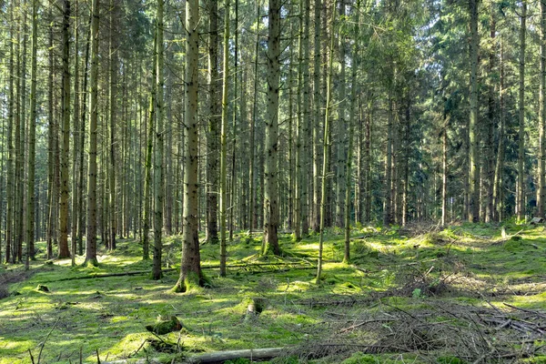 Malebná Cesta Tiefenbach Lese Sankt Wendel Létě — Stock fotografie