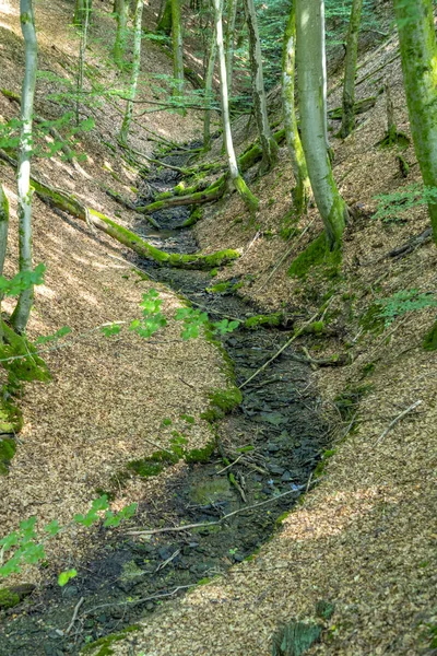 Мальовничі Tiefenbach Шлях Ліс Санкт Вендель Влітку — стокове фото