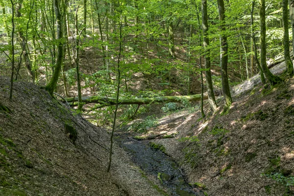 Scenic Tiefenbach Path Forest Sankt Wendel Summer — Stock Photo, Image