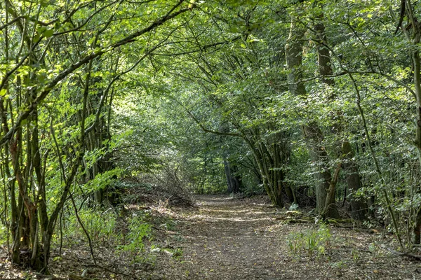 Sendero Pintoresco Tiefenbach Bosque Sankt Wendel Verano — Foto de Stock