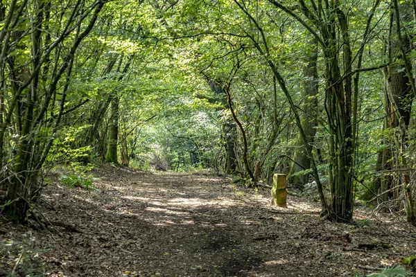 Pittoresque Sentier Tiefenbach Dans Forêt Sankt Wendel Été — Photo