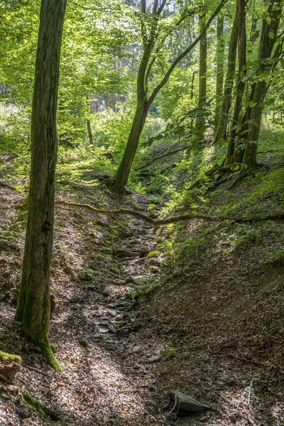 Wild Tiefenbach Trail Forest Sankt Wendel Germany — Stock Photo, Image